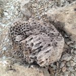 El desierto lleno de fósiles